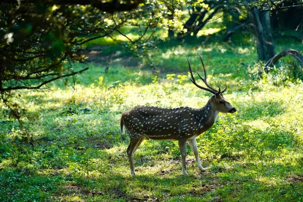 Yala National Park Safari