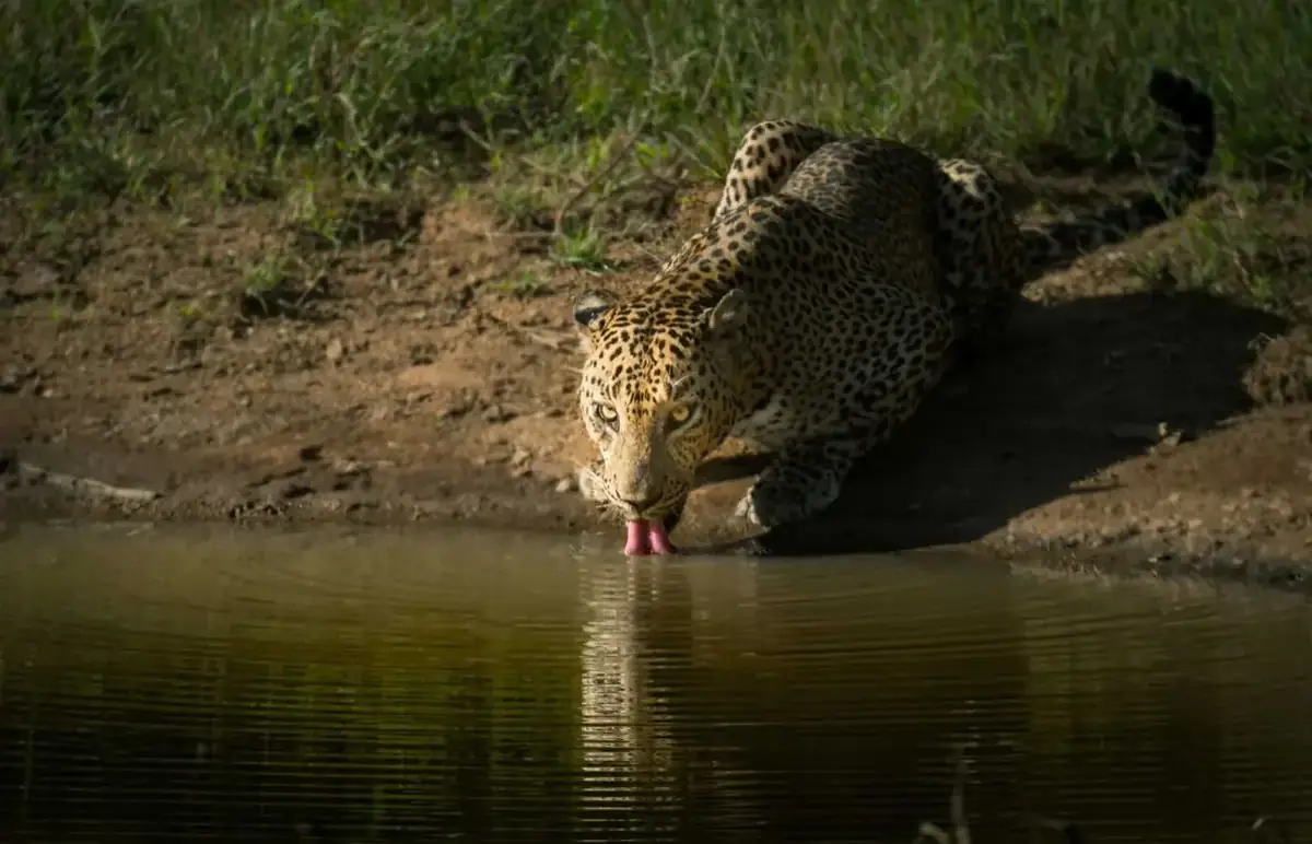 Untamed Wilderness Wildlife Safaris